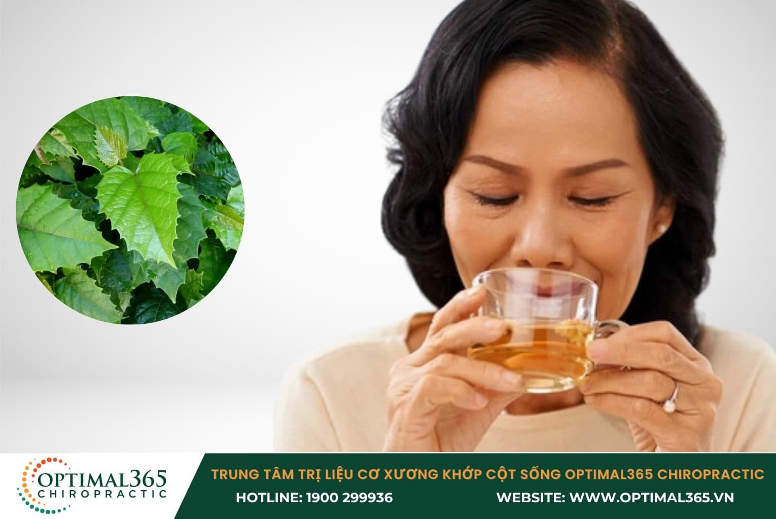 Sử dụng cây chìa vôi chữa thoát vị đĩa đệm