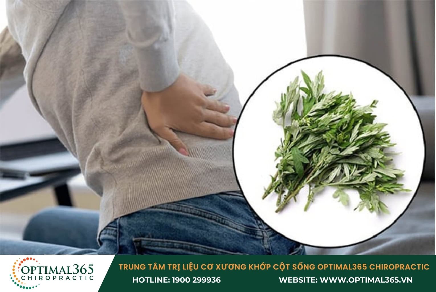 Cách trị thoát vị đĩa đệm bằng cây ngải cứu