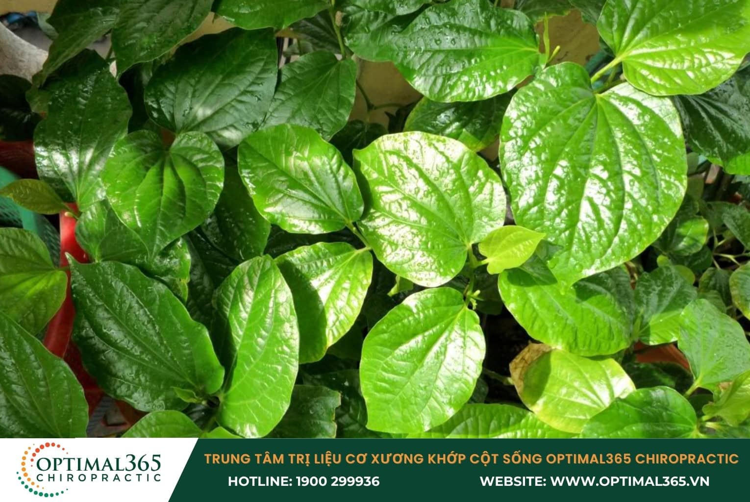 Chữa thoát vị đĩa đệm bằng cây lá lốt 