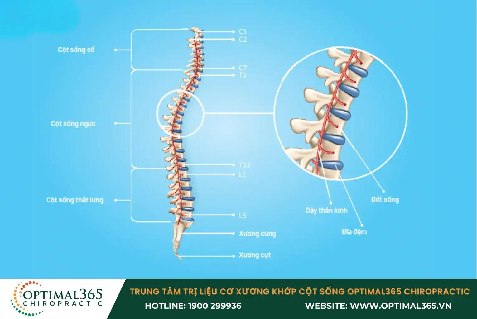 Cấu trúc cơ bản của cột sống 