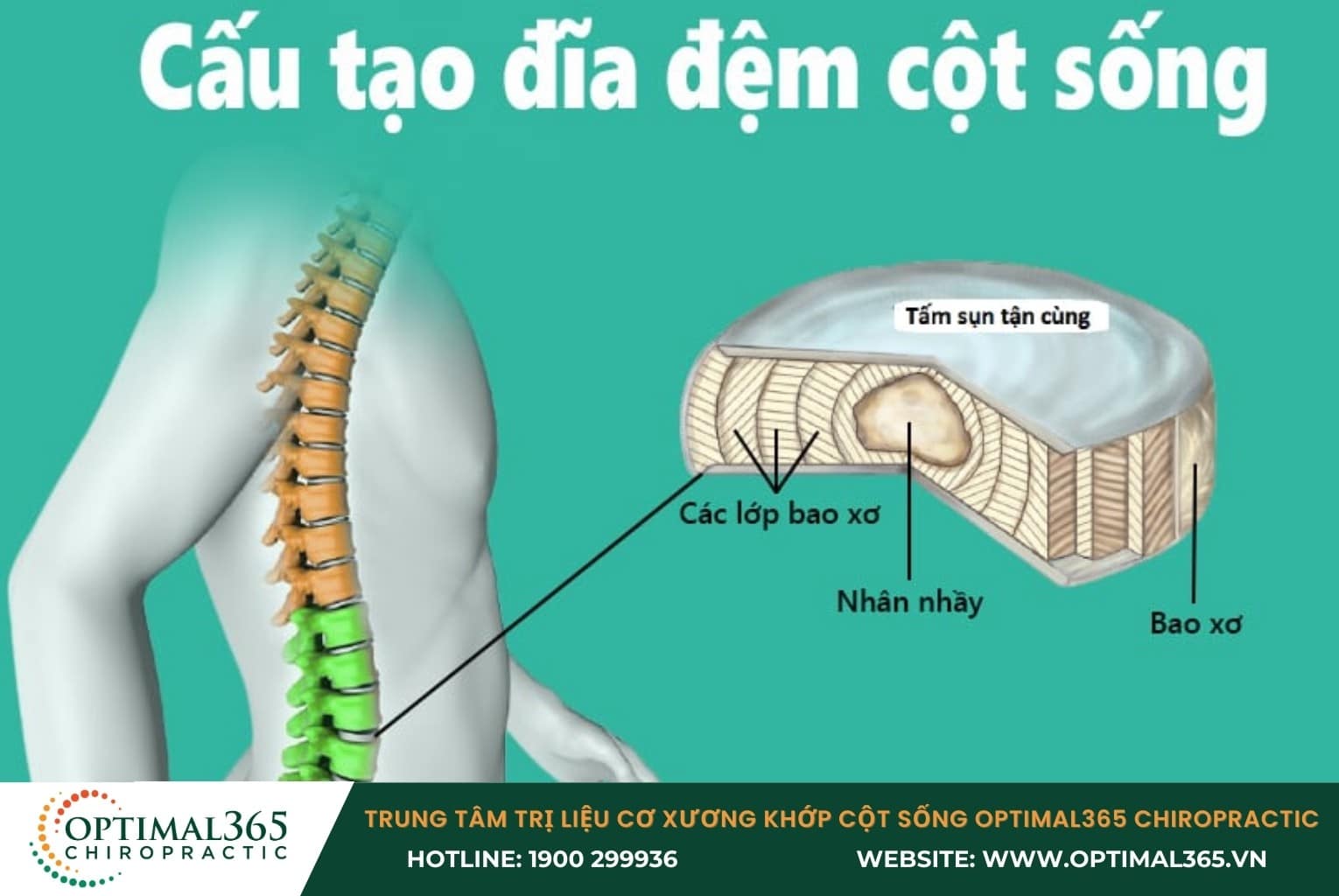 Cấu tạo của đĩa đệm cột sống thắt lưng