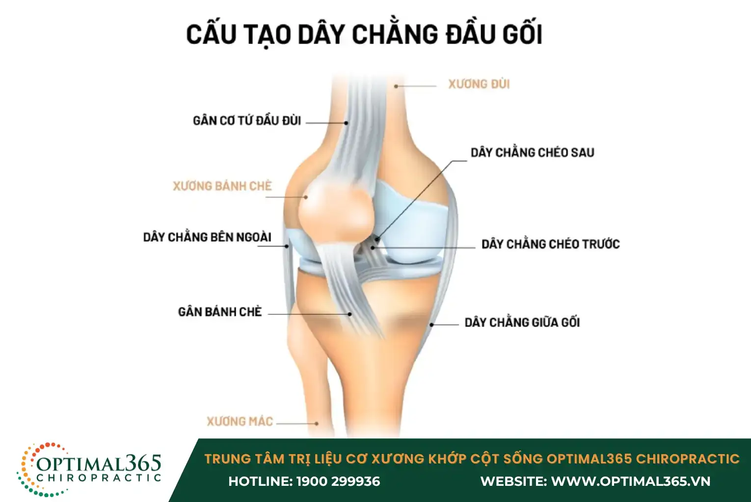 Cấu tạo của dây chằng đầu gối khá phức tạp, bao gồm nhiều dây chằng khác nhau