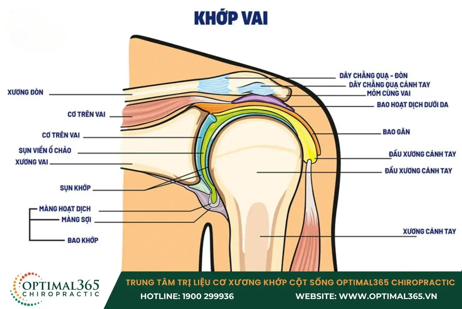 Khớp vai có cấu tạo phức tạp với nhiều bộ phận