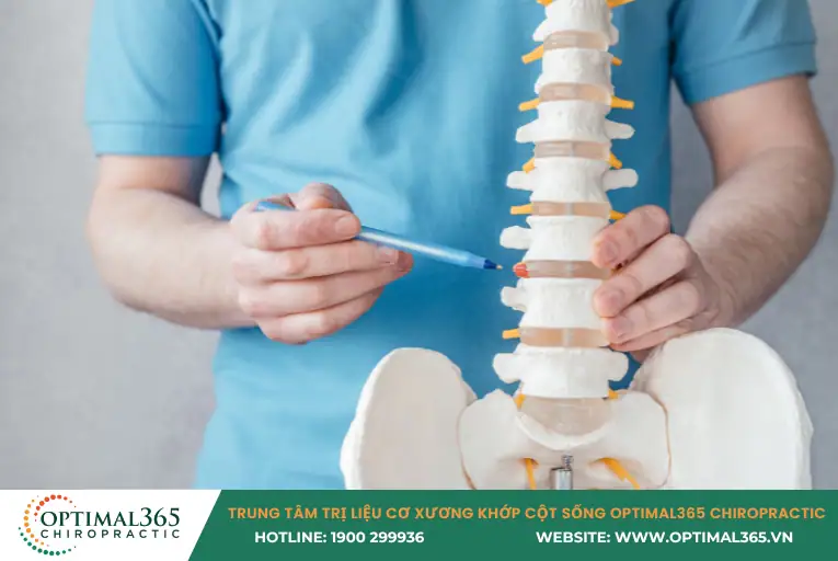 Cấu trúc đĩa đệm và cột sống