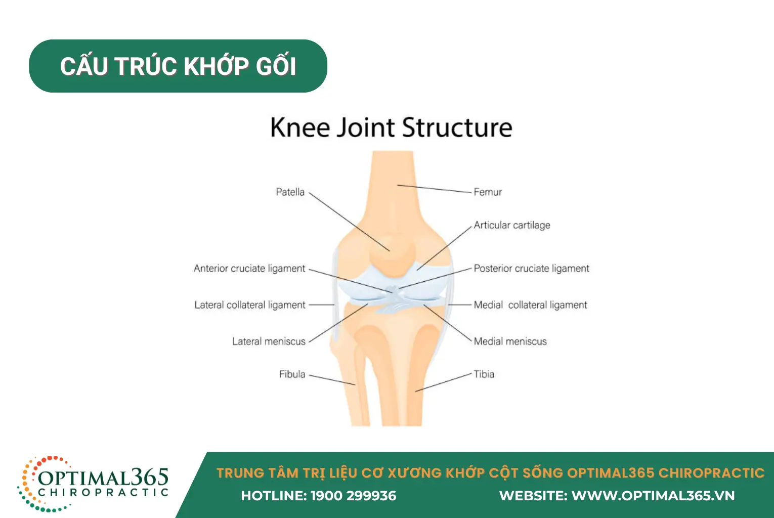 Cấu tạo khớp gối