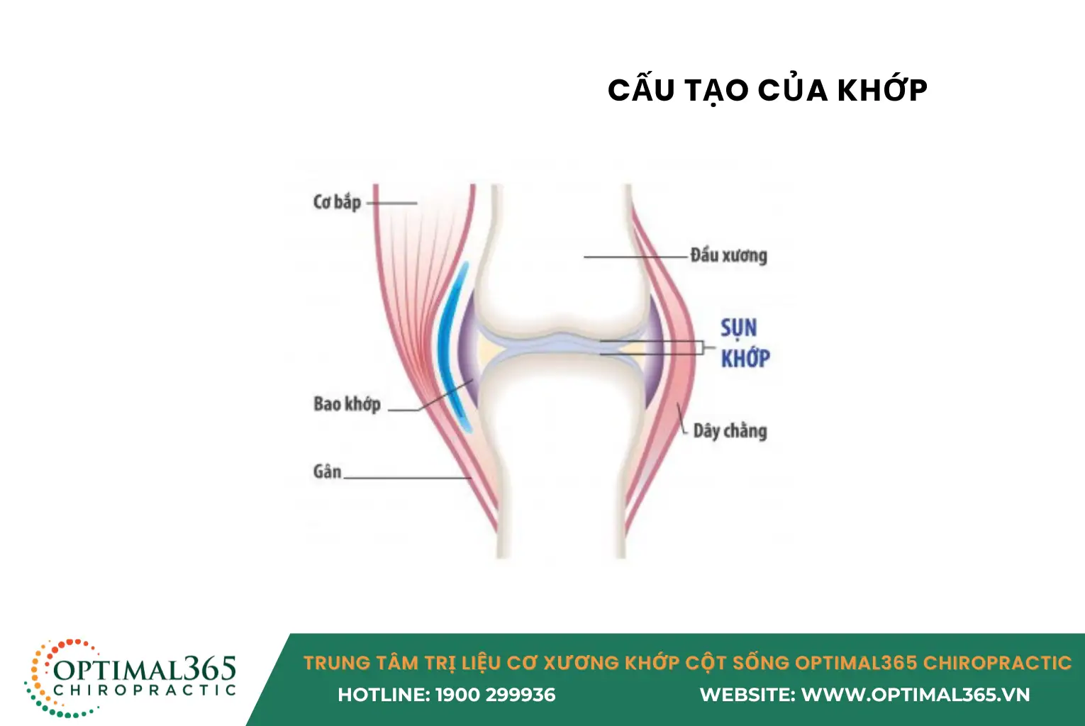 cấu tạo của khớp