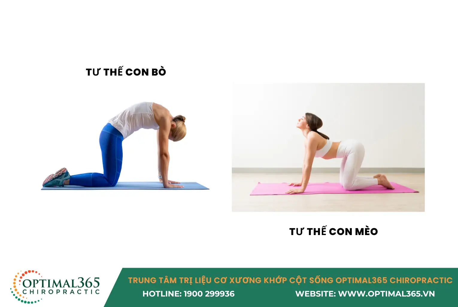 Tư thế con mèo – con bò: bài tập yoga chữa đau lưng vai gáy