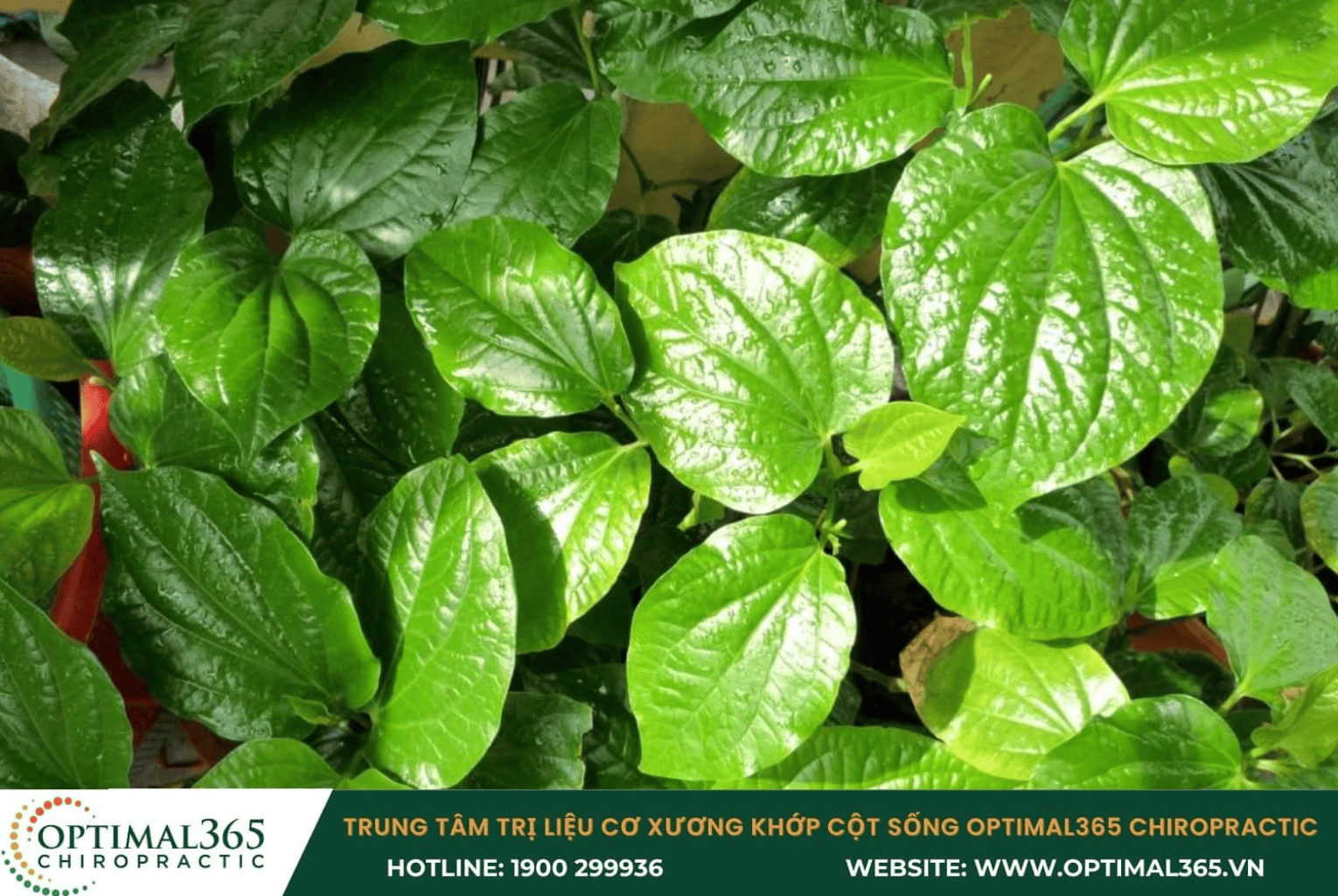 Lá lốt – “khắc tinh” của tê bì